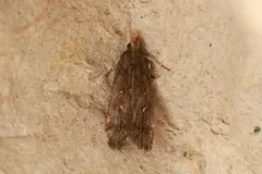Dichomeris agonia thumbnail 3