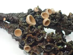 Elliottinia kerneri thumbnail 1