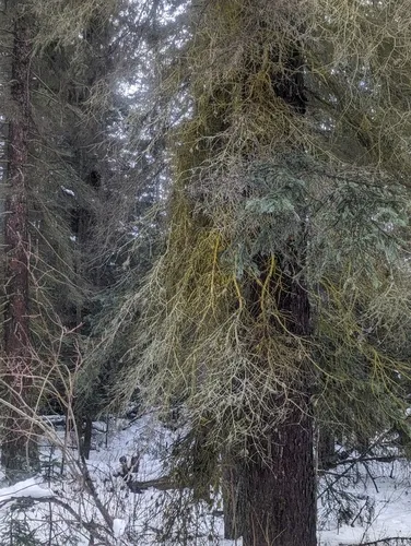 gold dust lichen