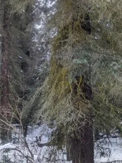 gold dust lichen thumbnail 1