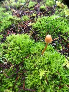 dwarf bell thumbnail 3