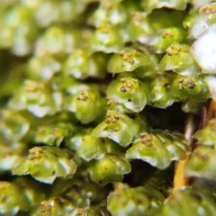 Grove Earwort thumbnail 4