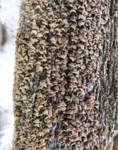 Common Clam Lichen thumbnail 2