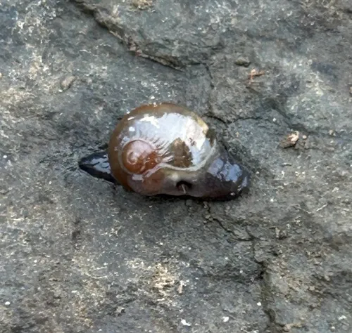 Eastern Glass-snail