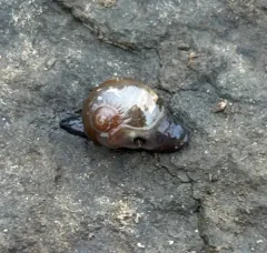 Eastern Glass-snail thumbnail 1