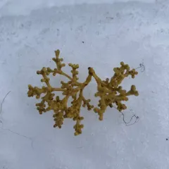 Lodgepole Pine Dwarf-Mistletoe thumbnail 2