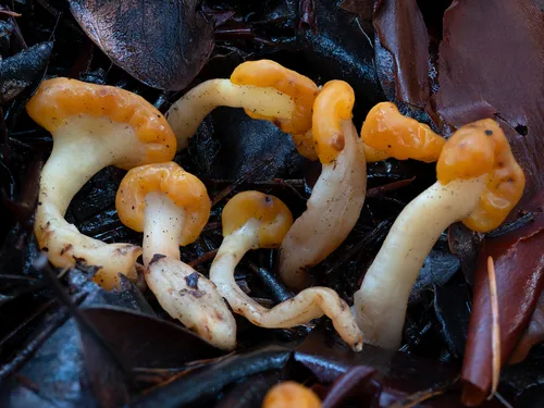 Manzanita Butter Clumps