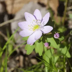 rue anemone thumbnail 1