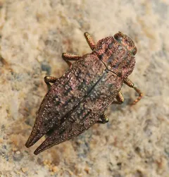 Dicerca lugubris thumbnail 4