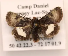 Boreal Gem Moth thumbnail 3