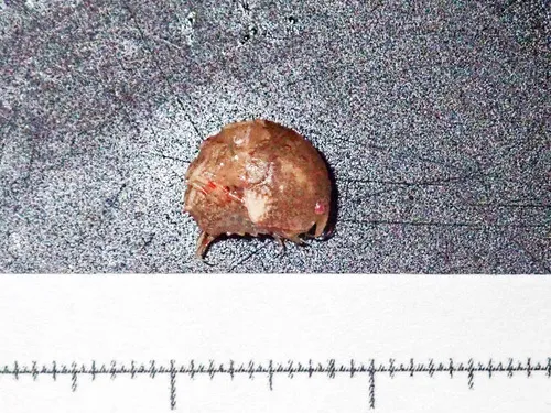 Pleustes panoplus