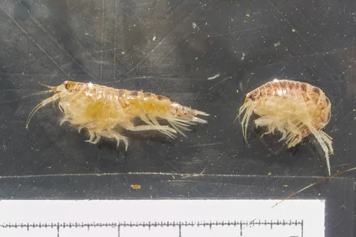 Paroediceros lynceus