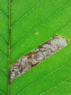 Ectoedemia ulmella thumbnail 4