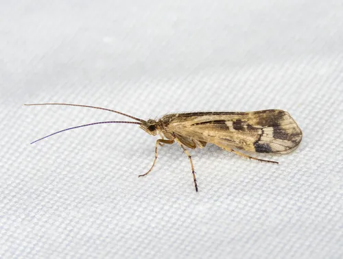Limnephilus nogus