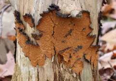 Boreostereum radiatum thumbnail 3
