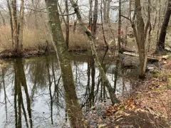 Hydrovatus pustulatus thumbnail 4