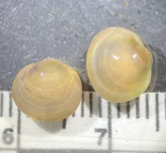 Swamp Fingernailclam thumbnail 4
