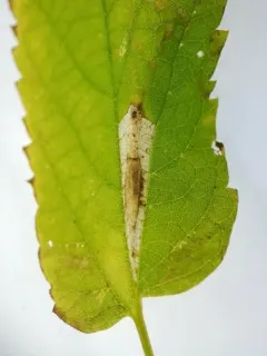 Phyllonorycter celtifoliella thumbnail 3