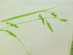 Davis' sedge thumbnail 2
