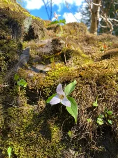 Hibberson's trillium thumbnail 3