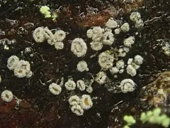 Proliferodiscus pulveraceus thumbnail 3