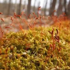Beautiful Branch Moss thumbnail 2