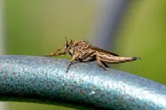 White-spined Bladetail thumbnail 1