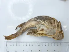 Arctic Sculpin thumbnail 3