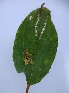 Stigmella ceanothi thumbnail 3