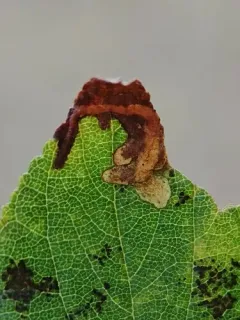 Xenolechia ceanothiae thumbnail 3