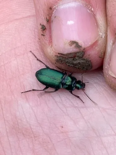 Poecilus diplophryus