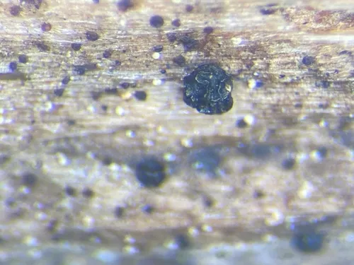 Licea pusilla