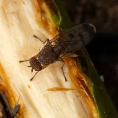 Suillia variegata thumbnail 2