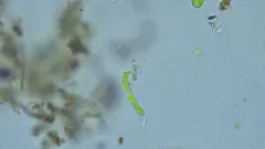 Euglena mutabilis thumbnail 3