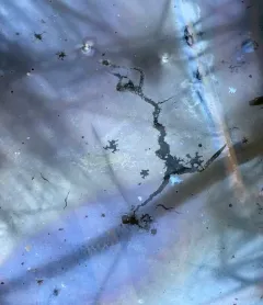 Leptothrix discophora thumbnail 3