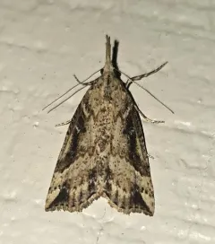 California Cloverworm Moth thumbnail 3