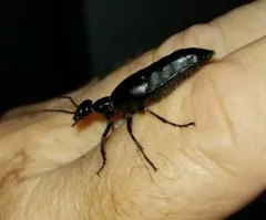 Meloe strigulosus thumbnail 4