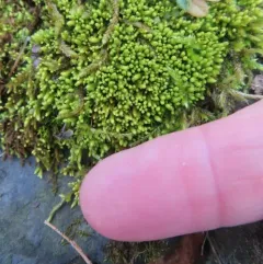 Yellow Yarn Moss thumbnail 2
