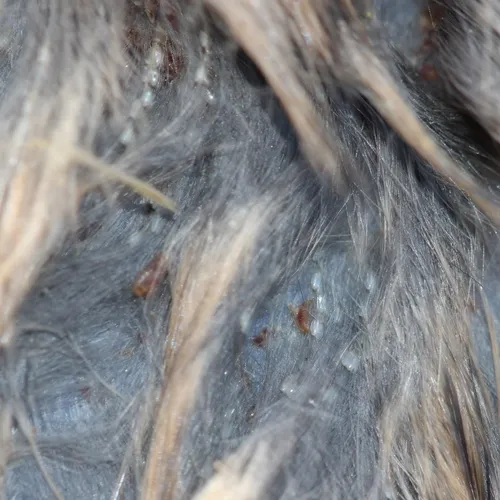 House Rat Louse