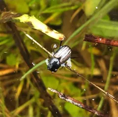 Liothorax alternatus thumbnail 1