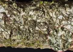 Long-spored Dotted Lichen thumbnail 3