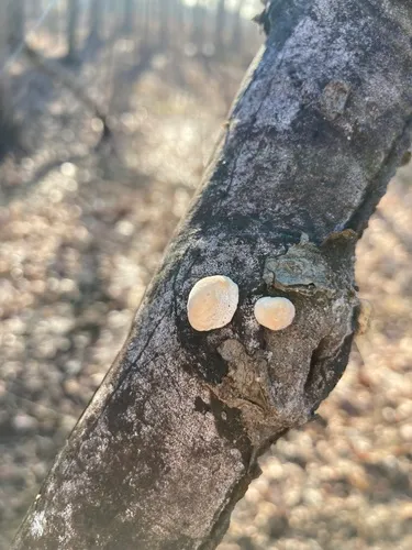Truncospora wisconsinensis