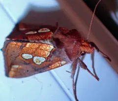 Large-spotted Looper Moth thumbnail 3
