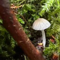 Mycena subcana thumbnail 4
