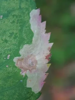 Astrotischeria astericola thumbnail 2