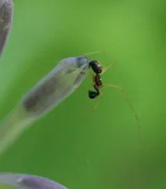 Neottiura bimaculata thumbnail 1