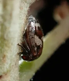Three-spotted Treehopper thumbnail 2