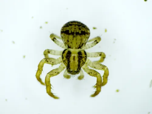 Ozyptila pacifica