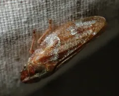 Saratoga Spittlebug thumbnail 4