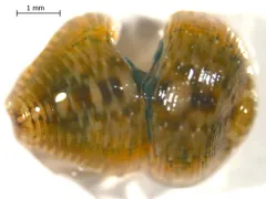 Placobdella hollensis thumbnail 1